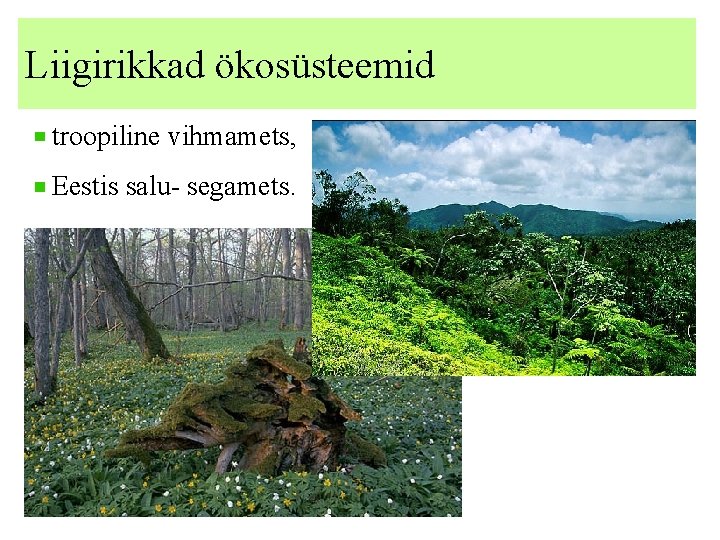 Liigirikkad ökosüsteemid troopiline vihmamets, Eestis salu- segamets. 