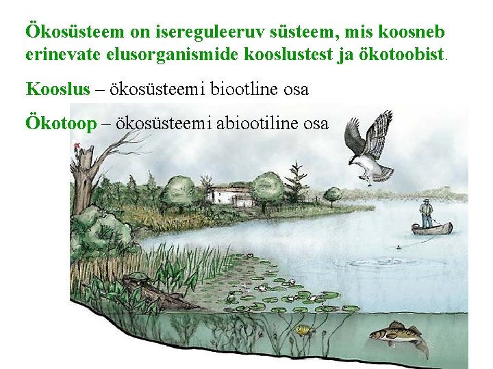 Ökosüsteem on isereguleeruv süsteem, mis koosneb erinevate elusorganismide kooslustest ja ökotoobist. Kooslus – ökosüsteemi