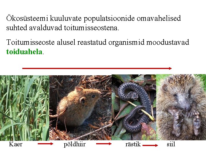 Ökosüsteemi kuuluvate populatsioonide omavahelised suhted avalduvad toitumisseostena. Toitumisseoste alusel reastatud organismid moodustavad toiduahela. Kaer