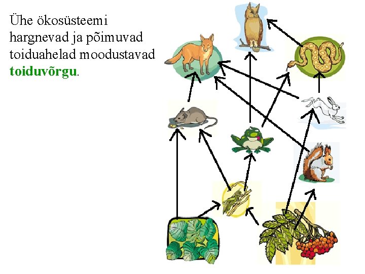 Ühe ökosüsteemi hargnevad ja põimuvad toiduahelad moodustavad toiduvõrgu. 