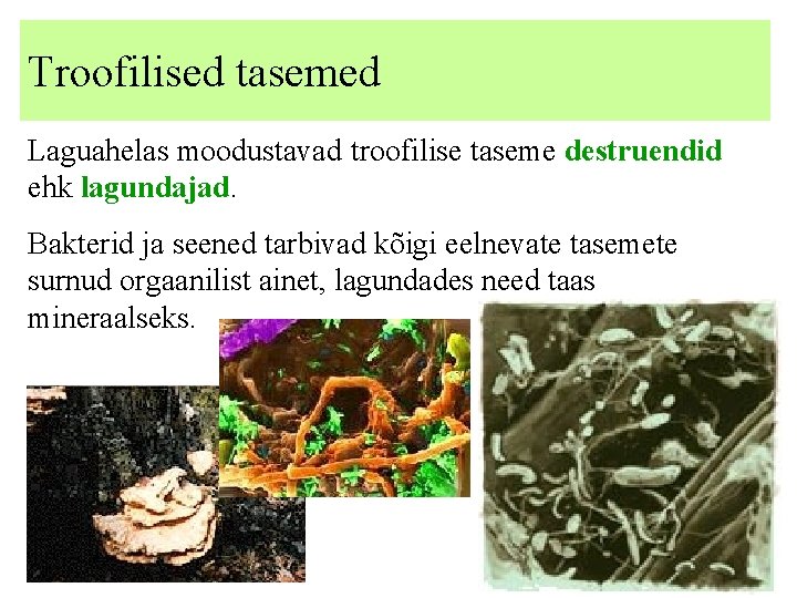 Troofilised tasemed Laguahelas moodustavad troofilise taseme destruendid ehk lagundajad. Bakterid ja seened tarbivad kõigi