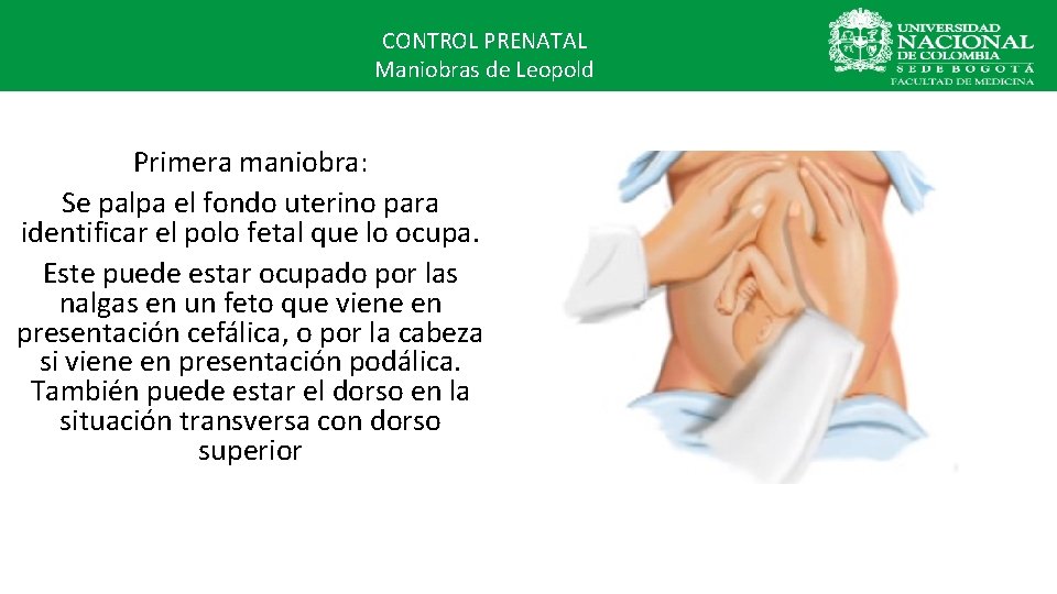 CONTROL PRENATAL Maniobras de Leopold Primera maniobra: Se palpa el fondo uterino para identificar