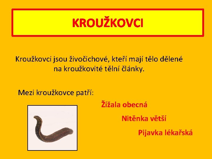 KROUŽKOVCI Kroužkovci jsou živočichové, kteří mají tělo dělené na kroužkovité tělní články. Mezi kroužkovce