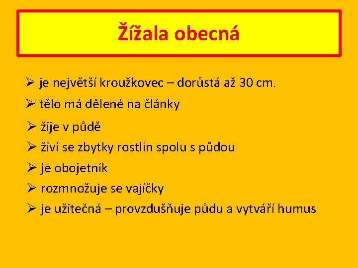 Žížala obecná Ø je největší kroužkovec – dorůstá až 30 cm. Ø tělo má