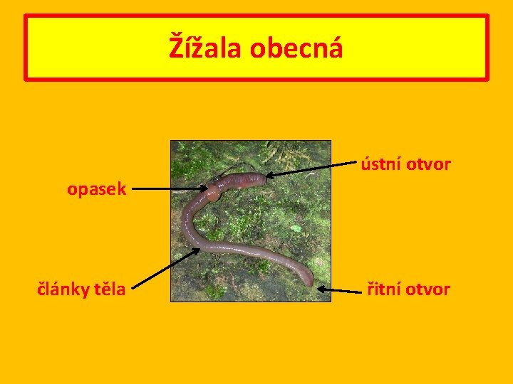 Žížala obecná ústní otvor opasek články těla řitní otvor 