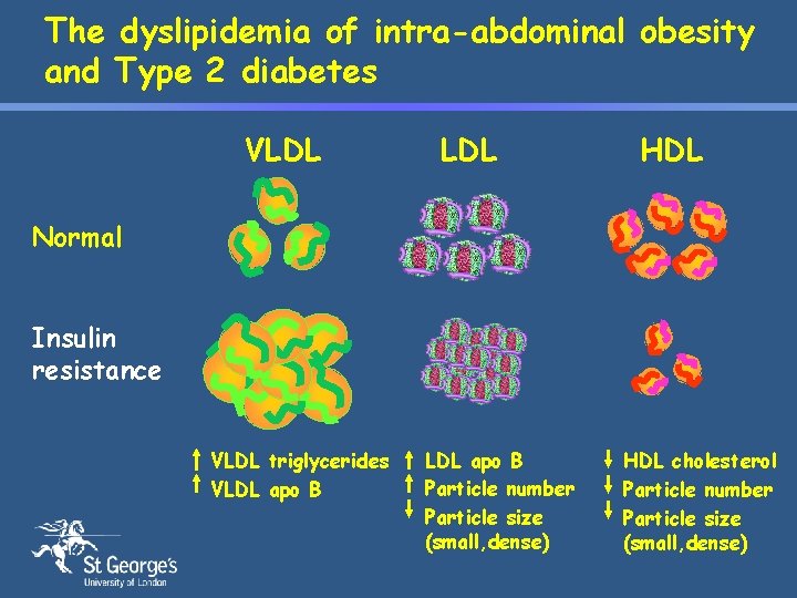 The dyslipidemia of intra-abdominal obesity and Type 2 diabetes VLDL HDL Normal Insulin resistance