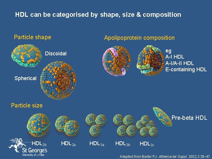 HDL can be categorised by shape, size & composition Particle shape Apolipoprotein composition eg