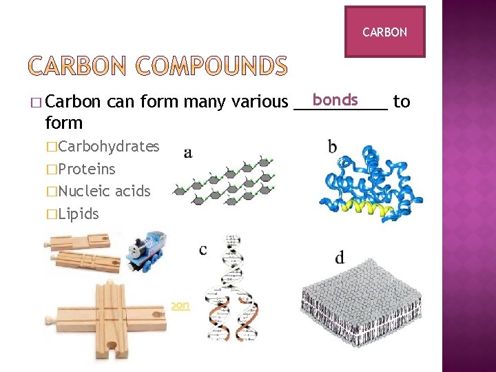 CARBON � Carbon bonds can form many various _____ to form �Carbohydrates �Proteins �Nucleic