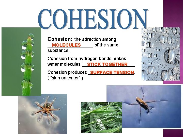 Cohesion: the attraction among _________ of the same MOLECULES substance. Cohesion from hydrogen bonds