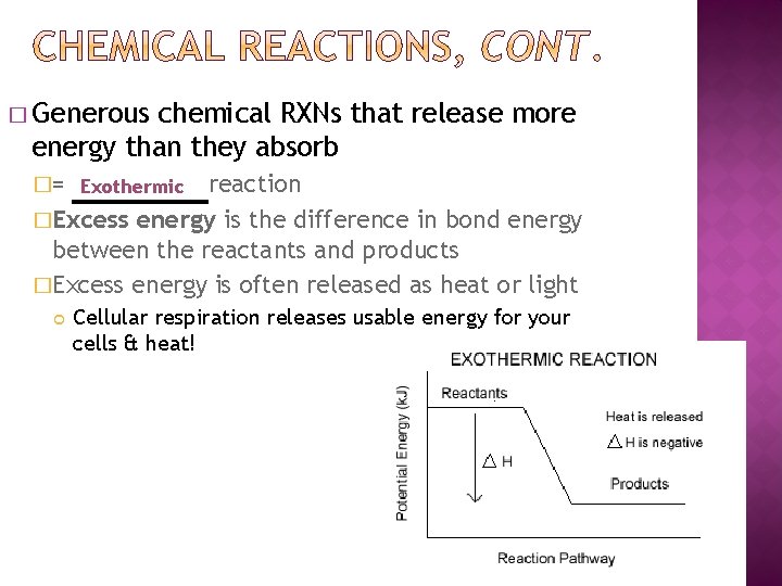 � Generous chemical RXNs that release more energy than they absorb �= Exothermic reaction