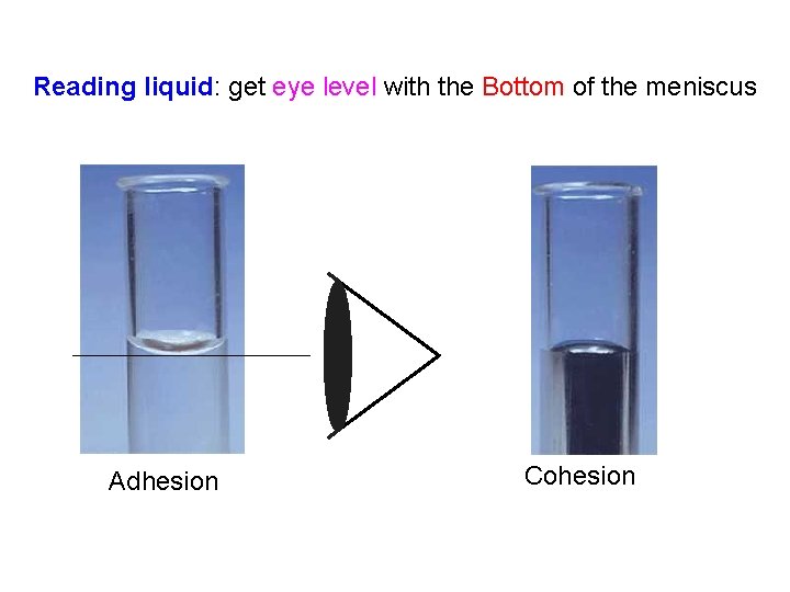 Reading liquid: get eye level with the Bottom of the meniscus Adhesion Cohesion 