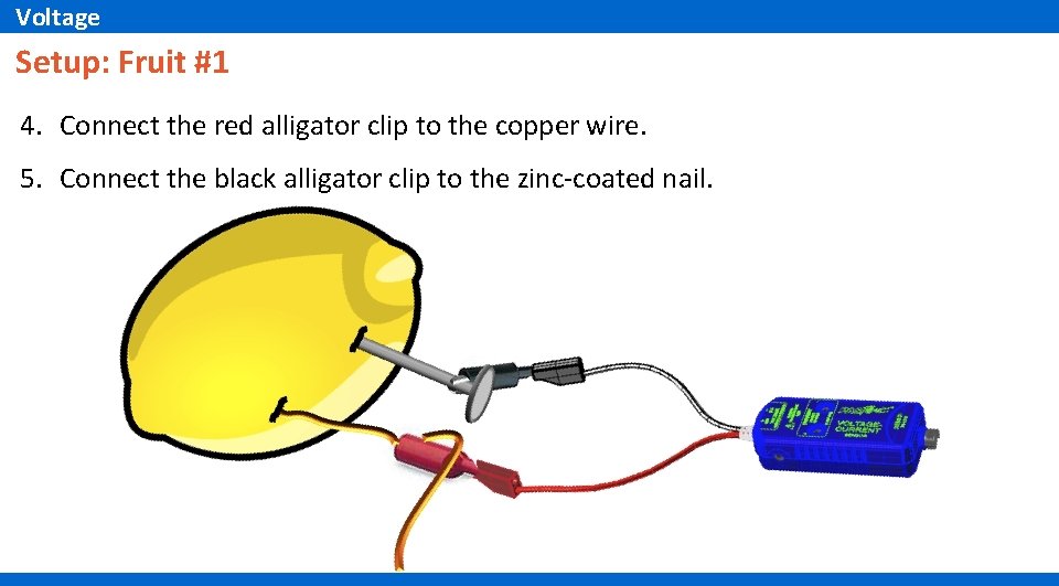 Voltage Setup: Fruit #1 4. Connect the red alligator clip to the copper wire.