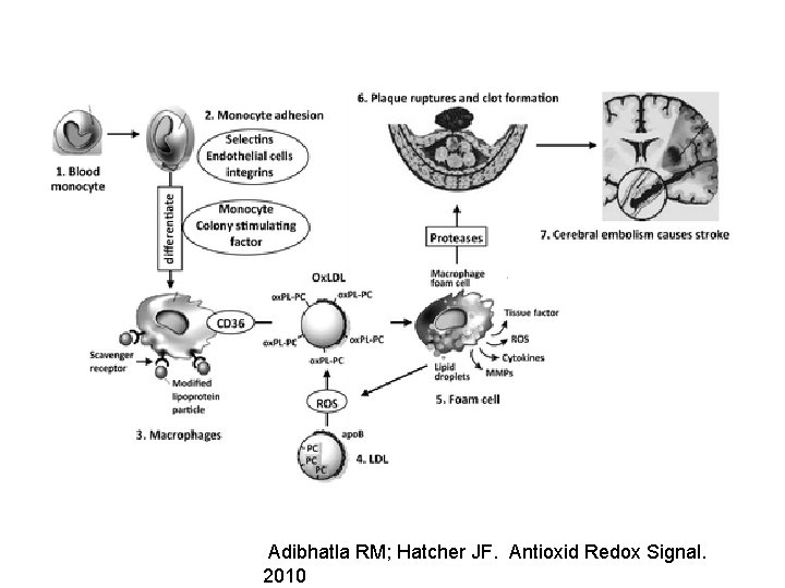 Adibhatla RM; Hatcher JF. Antioxid Redox Signal. 2010 