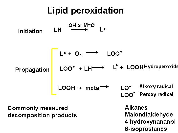 Lipid peroxidation Initiation LH OH or M=O L L + O 2 Propagation LOO