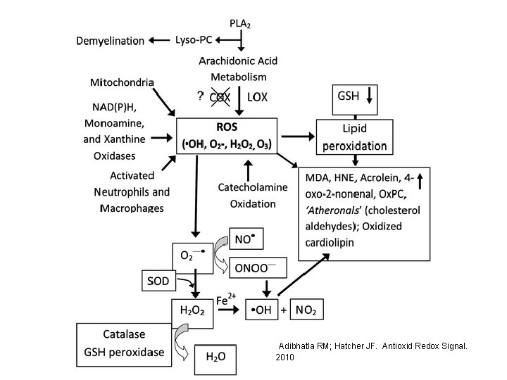 Adibhatla RM; Hatcher JF. Antioxid Redox Signal. 2010 