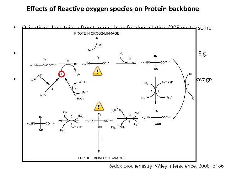 Effects of Reactive oxygen species on Protein backbone • Oxidation of proteins often targets