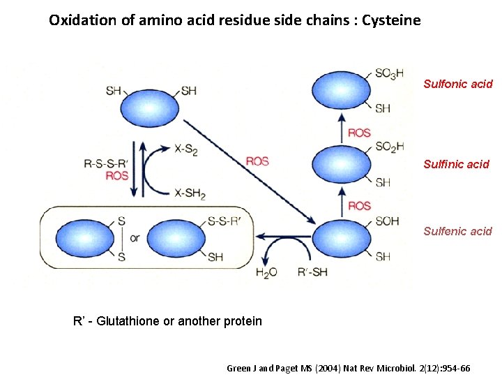 Oxidation of amino acid residue side chains : Cysteine Sulfonic acid Sulfinic acid Sulfenic