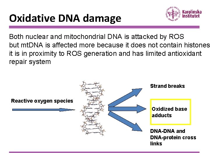 Oxidative DNA damage Both nuclear and mitochondrial DNA is attacked by ROS but mt.