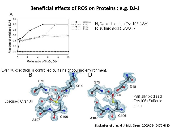 Beneficial effects of ROS on Proteins : e. g. DJ-1 H 2 O 2