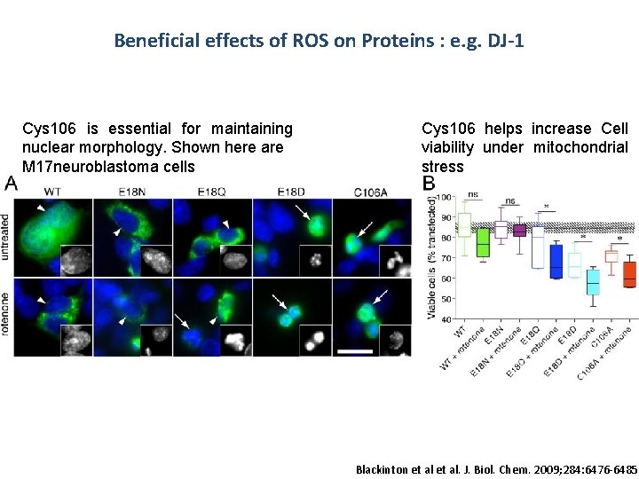 Beneficial effects of ROS on Proteins : e. g. DJ-1 Cys 106 is essential