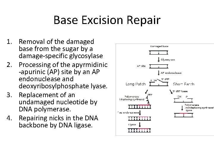 Base Excision Repair 1. Removal of the damaged base from the sugar by a