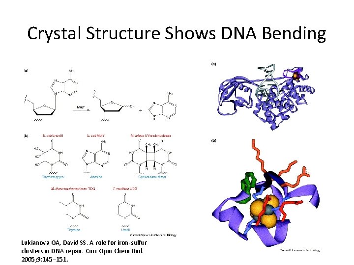 Crystal Structure Shows DNA Bending Lukianova OA, David SS. A role for iron-sulfur clusters
