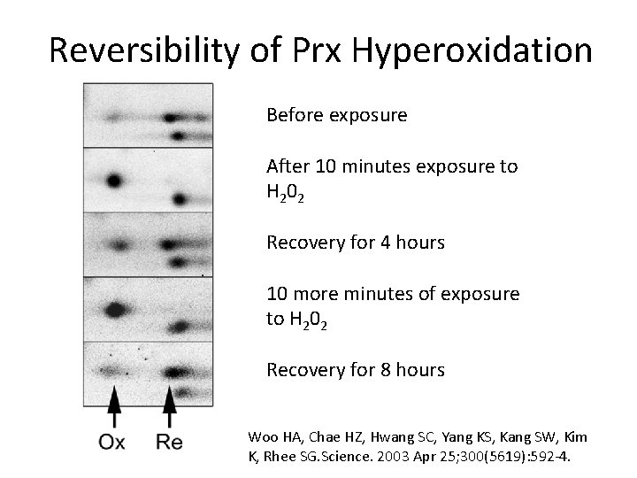 Reversibility of Prx Hyperoxidation Before exposure After 10 minutes exposure to H 2 0