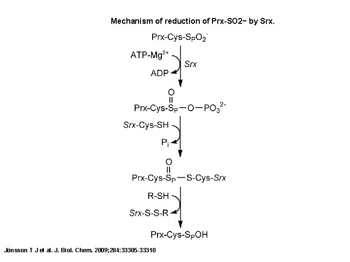 Mechanism of reduction of Prx-SO 2− by Srx. Jönsson T J et al. J.