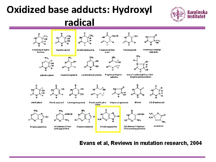 Oxidized base adducts: Hydroxyl radical Evans et al, Reviews in mutation research, 2004 
