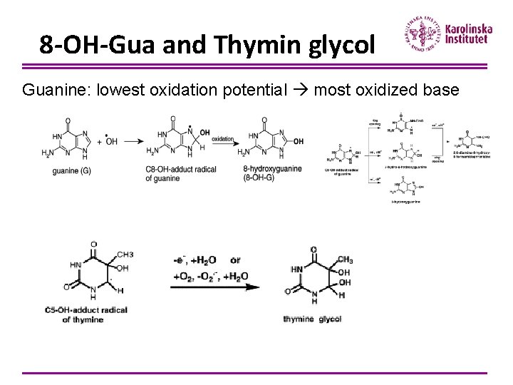 8 -OH-Gua and Thymin glycol Guanine: lowest oxidation potential most oxidized base 