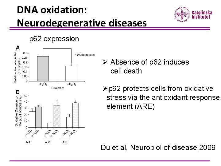 DNA oxidation: Neurodegenerative diseases p 62 expression Ø Absence of p 62 induces cell