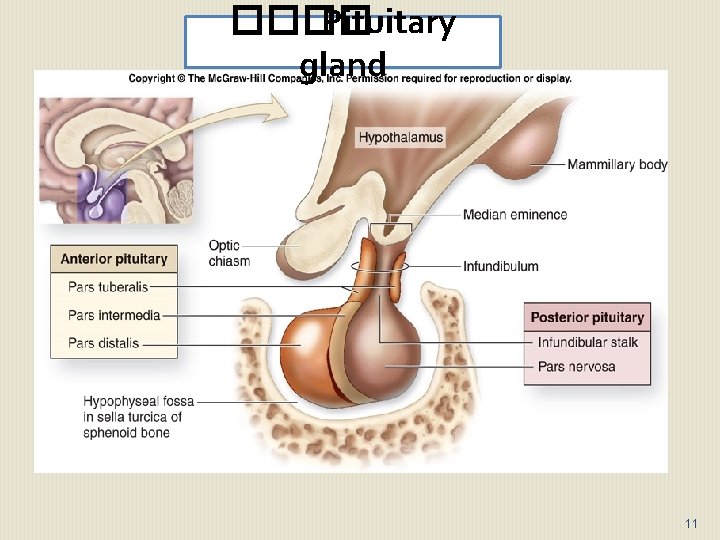 ���� Pituitary gland 11 