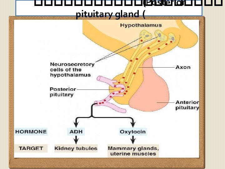 ���������� (Posterior pituitary gland ( 