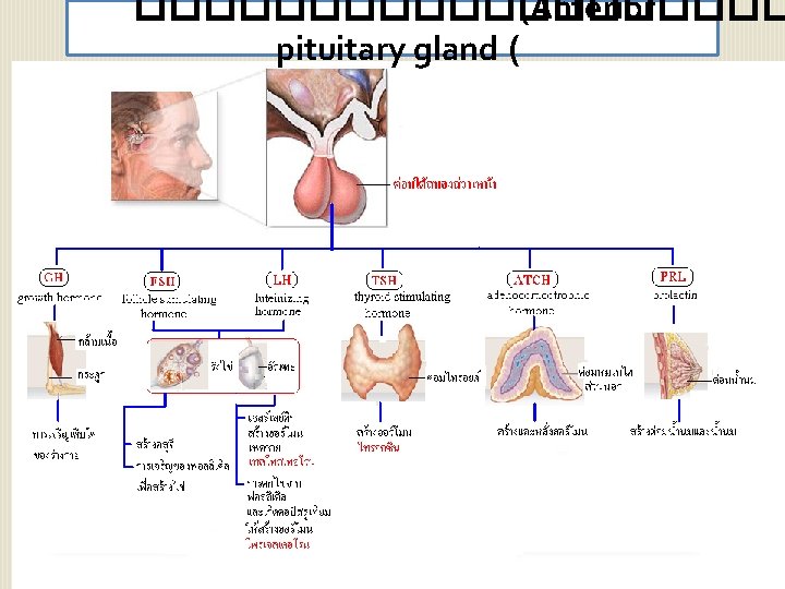 ���������� (Anterior pituitary gland ( 14 