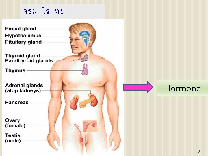 ตอม ไร ทอ (ENDOCRINE( Hormone 3 