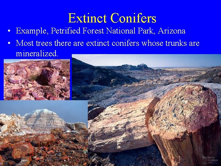 Extinct Conifers • Example, Petrified Forest National Park, Arizona • Most trees there are