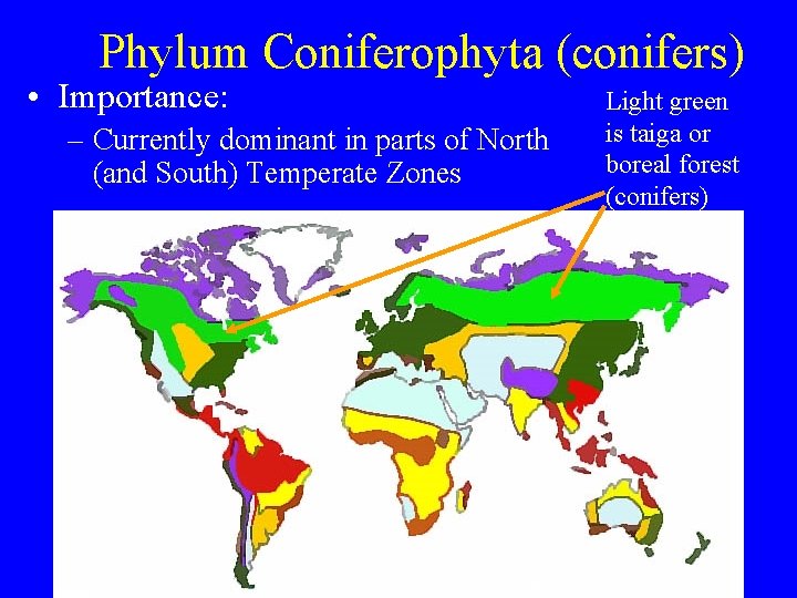 Phylum Coniferophyta (conifers) • Importance: – Currently dominant in parts of North (and South)