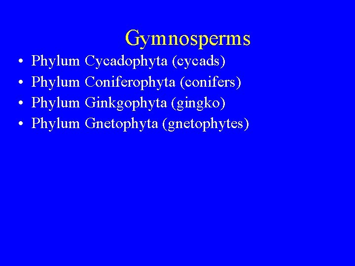 Gymnosperms • • Phylum Cycadophyta (cycads) Phylum Coniferophyta (conifers) Phylum Ginkgophyta (gingko) Phylum Gnetophyta