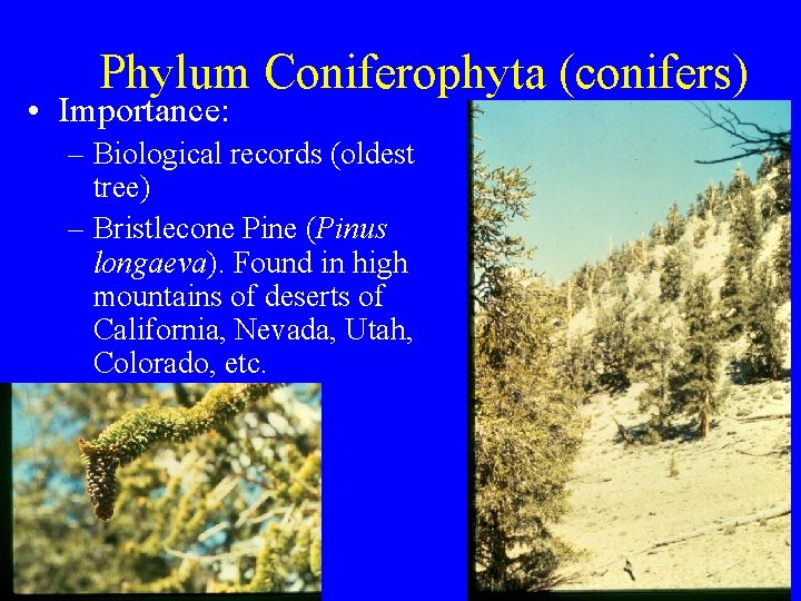 Phylum Coniferophyta (conifers) • Importance: – Biological records (oldest tree) – Bristlecone Pine (Pinus