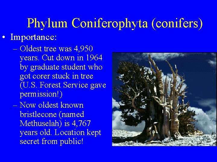 Phylum Coniferophyta (conifers) • Importance: – Oldest tree was 4, 950 years. Cut down