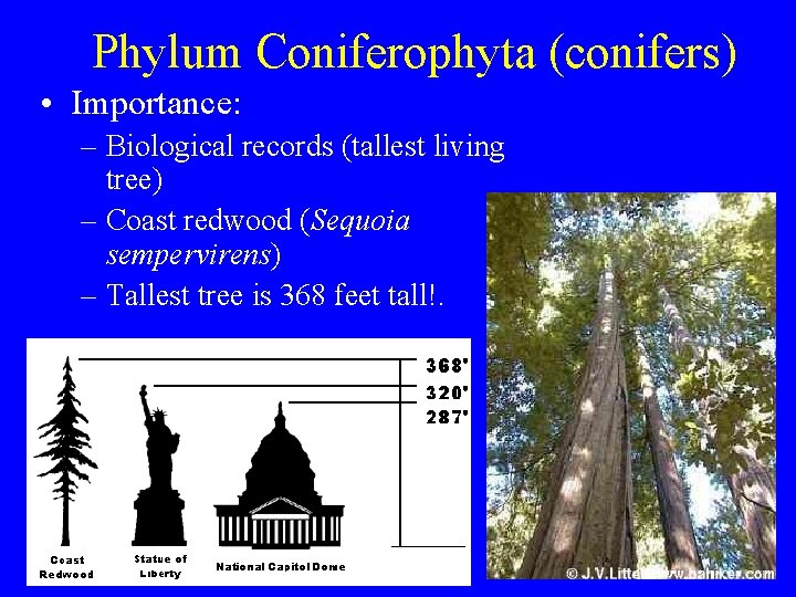 Phylum Coniferophyta (conifers) • Importance: – Biological records (tallest living tree) – Coast redwood