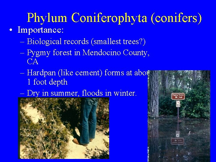 Phylum Coniferophyta (conifers) • Importance: – Biological records (smallest trees? ) – Pygmy forest