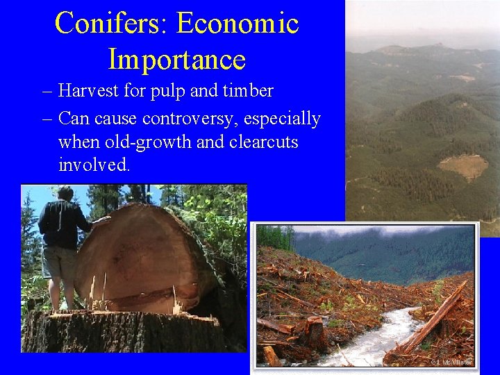 Conifers: Economic Importance – Harvest for pulp and timber – Can cause controversy, especially
