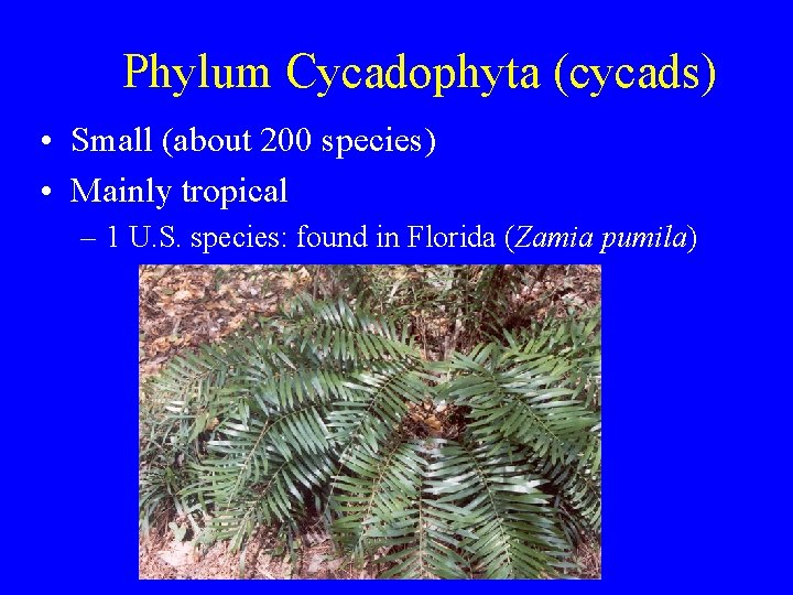 Phylum Cycadophyta (cycads) • Small (about 200 species) • Mainly tropical – 1 U.