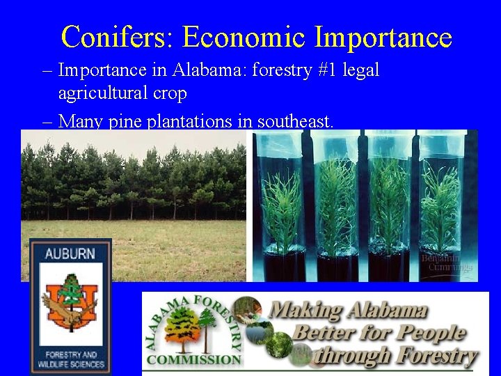 Conifers: Economic Importance – Importance in Alabama: forestry #1 legal agricultural crop – Many