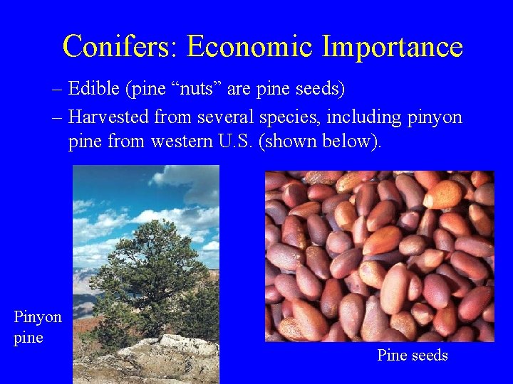 Conifers: Economic Importance – Edible (pine “nuts” are pine seeds) – Harvested from several