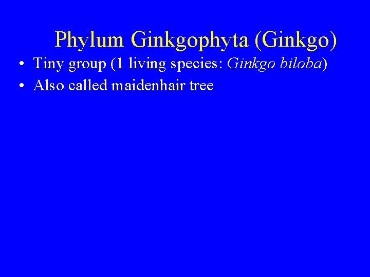 Phylum Ginkgophyta (Ginkgo) • Tiny group (1 living species: Ginkgo biloba) • Also called
