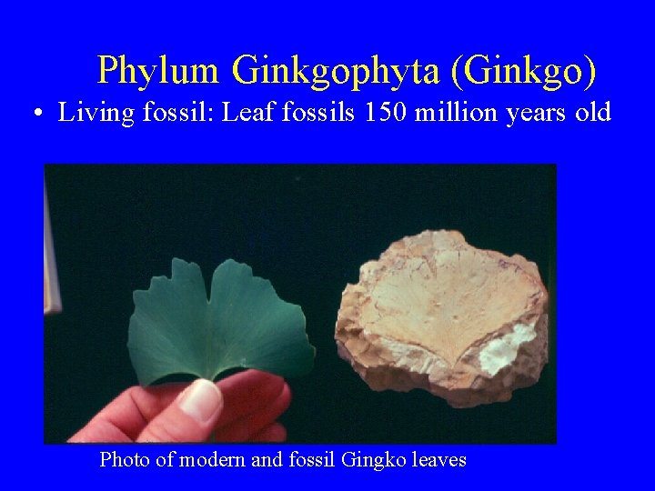 Phylum Ginkgophyta (Ginkgo) • Living fossil: Leaf fossils 150 million years old Photo of