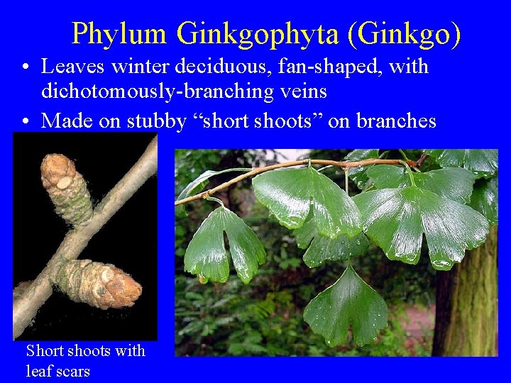 Phylum Ginkgophyta (Ginkgo) • Leaves winter deciduous, fan-shaped, with dichotomously-branching veins • Made on