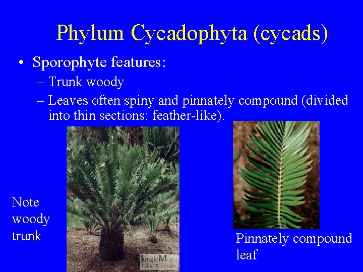 Phylum Cycadophyta (cycads) • Sporophyte features: – Trunk woody – Leaves often spiny and